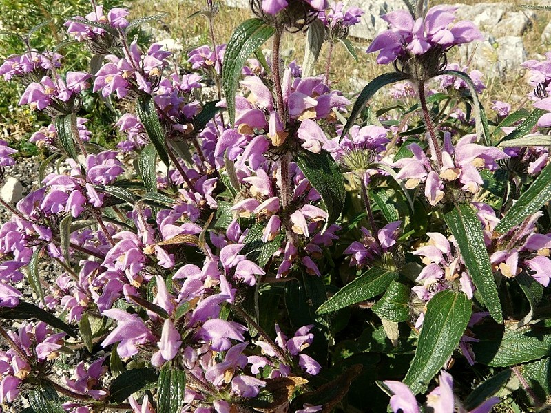 Phlomis herba-venti / Salvione roseo